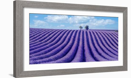 Lavender field-Marco Carmassi-Framed Photographic Print