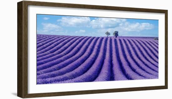 Lavender field-Marco Carmassi-Framed Photographic Print