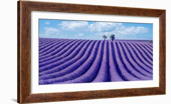 Lavender field-Marco Carmassi-Framed Photographic Print