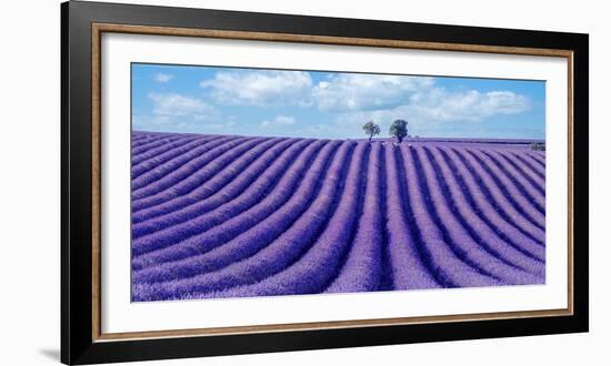 Lavender field-Marco Carmassi-Framed Photographic Print