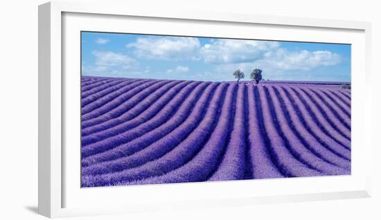 Lavender field-Marco Carmassi-Framed Photographic Print