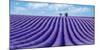 Lavender field-Marco Carmassi-Mounted Photographic Print