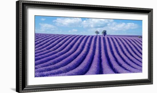 Lavender field-Marco Carmassi-Framed Photographic Print