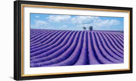 Lavender field-Marco Carmassi-Framed Photographic Print