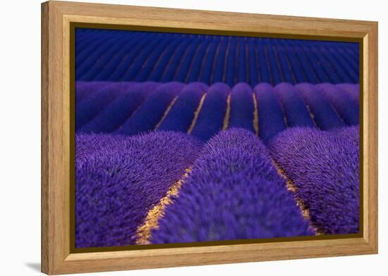 Lavender fields, Alpes Haute Provence, France-Juan Carlos Munoz-Framed Premier Image Canvas