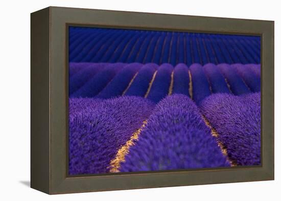 Lavender fields, Alpes Haute Provence, France-Juan Carlos Munoz-Framed Premier Image Canvas