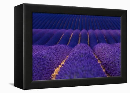 Lavender fields, Alpes Haute Provence, France-Juan Carlos Munoz-Framed Premier Image Canvas