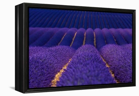 Lavender fields, Alpes Haute Provence, France-Juan Carlos Munoz-Framed Premier Image Canvas