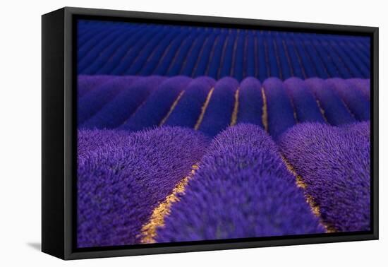 Lavender fields, Alpes Haute Provence, France-Juan Carlos Munoz-Framed Premier Image Canvas