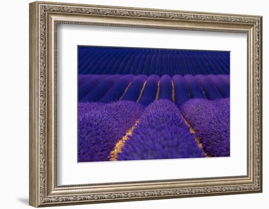 Lavender fields, Alpes Haute Provence, France-Juan Carlos Munoz-Framed Photographic Print