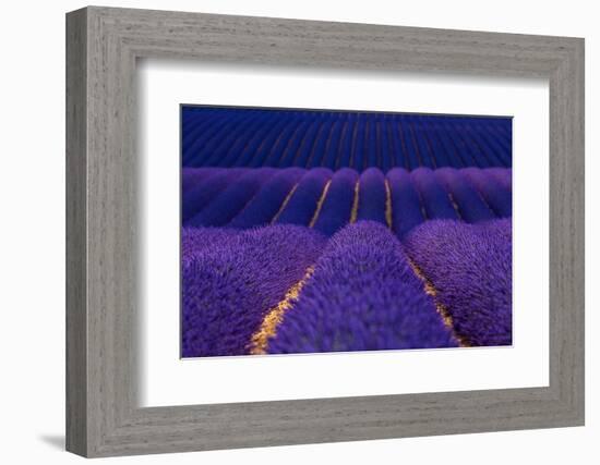 Lavender fields, Alpes Haute Provence, France-Juan Carlos Munoz-Framed Photographic Print