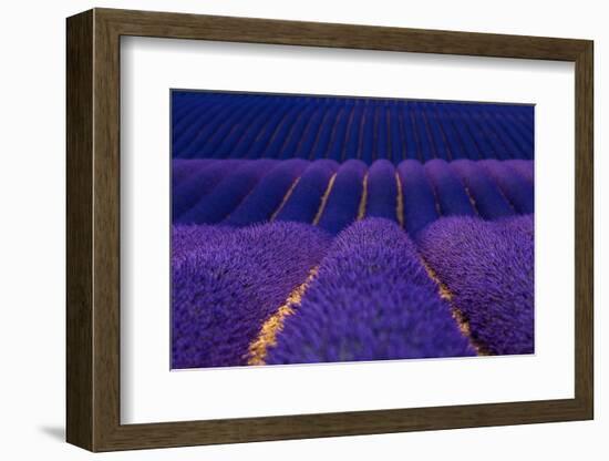 Lavender fields, Alpes Haute Provence, France-Juan Carlos Munoz-Framed Photographic Print