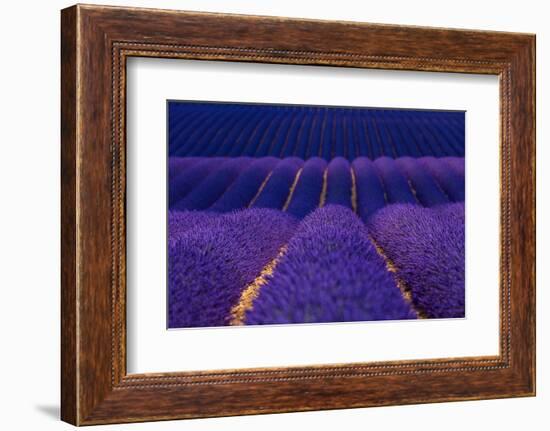 Lavender fields, Alpes Haute Provence, France-Juan Carlos Munoz-Framed Photographic Print