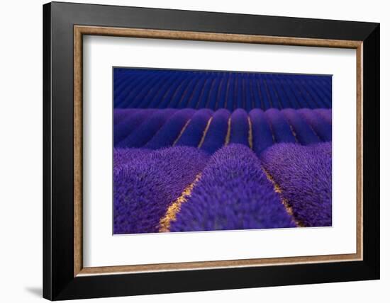 Lavender fields, Alpes Haute Provence, France-Juan Carlos Munoz-Framed Photographic Print