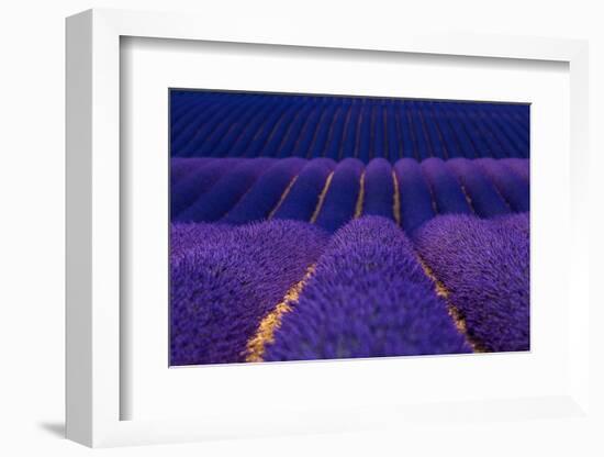 Lavender fields, Alpes Haute Provence, France-Juan Carlos Munoz-Framed Photographic Print