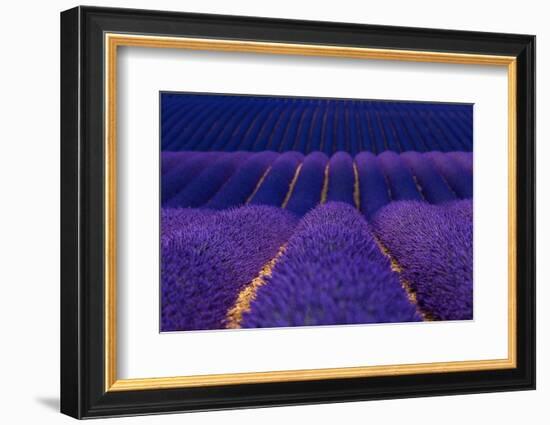 Lavender fields, Alpes Haute Provence, France-Juan Carlos Munoz-Framed Photographic Print