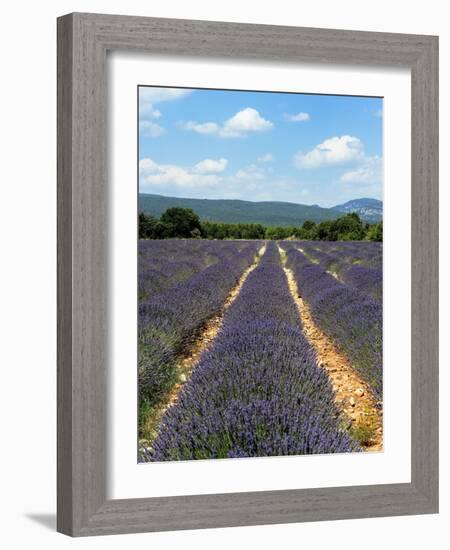 Lavender Fields around Roussillon, Parc Naturel Regional Du Luberon, Vaucluse, Provence, France, Eu-Peter Richardson-Framed Photographic Print