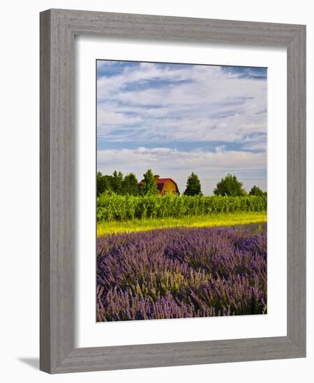 Lavender Fields Border Vineyard, Walla Walla, Washington, USA-Richard Duval-Framed Photographic Print