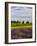 Lavender Fields Border Vineyard, Walla Walla, Washington, USA-Richard Duval-Framed Photographic Print