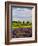 Lavender Fields Border Vineyard, Walla Walla, Washington, USA-Richard Duval-Framed Photographic Print