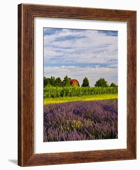 Lavender Fields Border Vineyard, Walla Walla, Washington, USA-Richard Duval-Framed Photographic Print