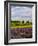 Lavender Fields Border Vineyard, Walla Walla, Washington, USA-Richard Duval-Framed Photographic Print