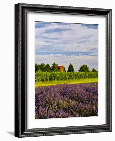 Lavender Fields Border Vineyard, Walla Walla, Washington, USA-Richard Duval-Framed Photographic Print