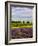 Lavender Fields Border Vineyard, Walla Walla, Washington, USA-Richard Duval-Framed Photographic Print