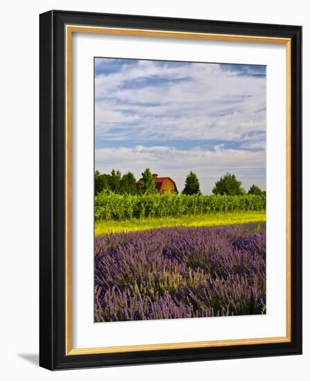 Lavender Fields Border Vineyard, Walla Walla, Washington, USA-Richard Duval-Framed Photographic Print