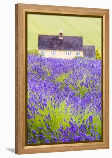 Lavender Fields, Cotswolds, Worcestershire, England, UK-Nadia Isakova-Framed Premier Image Canvas