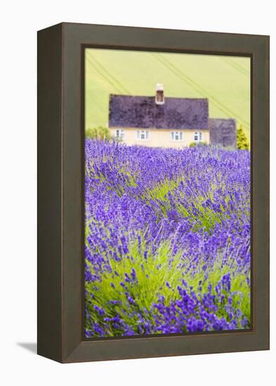 Lavender Fields, Cotswolds, Worcestershire, England, UK-Nadia Isakova-Framed Premier Image Canvas