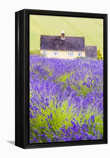 Lavender Fields, Cotswolds, Worcestershire, England, UK-Nadia Isakova-Framed Premier Image Canvas