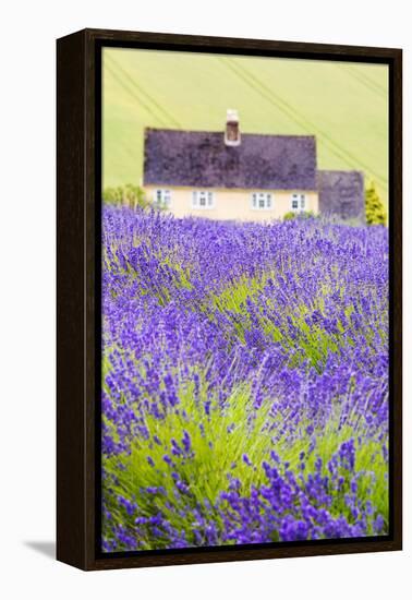 Lavender Fields, Cotswolds, Worcestershire, England, UK-Nadia Isakova-Framed Premier Image Canvas