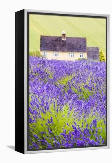 Lavender Fields, Cotswolds, Worcestershire, England, UK-Nadia Isakova-Framed Premier Image Canvas