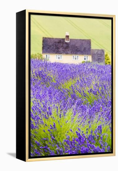 Lavender Fields, Cotswolds, Worcestershire, England, UK-Nadia Isakova-Framed Premier Image Canvas