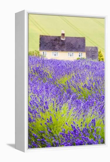 Lavender Fields, Cotswolds, Worcestershire, England, UK-Nadia Isakova-Framed Premier Image Canvas