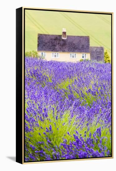 Lavender Fields, Cotswolds, Worcestershire, England, UK-Nadia Isakova-Framed Premier Image Canvas