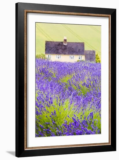 Lavender Fields, Cotswolds, Worcestershire, England, UK-Nadia Isakova-Framed Premium Photographic Print