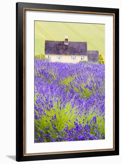 Lavender Fields, Cotswolds, Worcestershire, England, UK-Nadia Isakova-Framed Premium Photographic Print