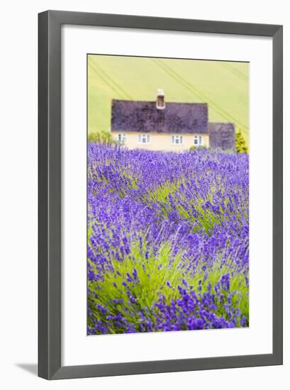 Lavender Fields, Cotswolds, Worcestershire, England, UK-Nadia Isakova-Framed Premium Photographic Print