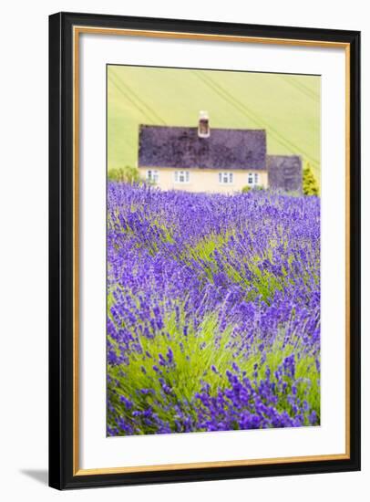 Lavender Fields, Cotswolds, Worcestershire, England, UK-Nadia Isakova-Framed Premium Photographic Print