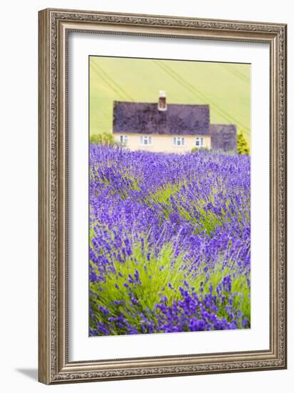 Lavender Fields, Cotswolds, Worcestershire, England, UK-Nadia Isakova-Framed Photographic Print