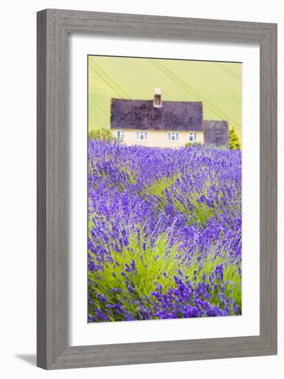 Lavender Fields, Cotswolds, Worcestershire, England, UK-Nadia Isakova-Framed Photographic Print