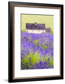 Lavender Fields, Cotswolds, Worcestershire, England, UK-Nadia Isakova-Framed Photographic Print