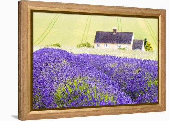 Lavender Fields, Cotswolds, Worcestershire, England, UK-Nadia Isakova-Framed Premier Image Canvas