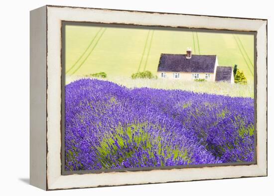 Lavender Fields, Cotswolds, Worcestershire, England, UK-Nadia Isakova-Framed Premier Image Canvas