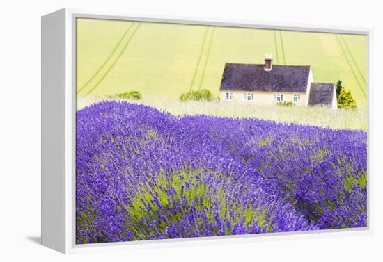 Lavender Fields, Cotswolds, Worcestershire, England, UK-Nadia Isakova-Framed Premier Image Canvas