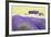 Lavender Fields, Cotswolds, Worcestershire, England, UK-Nadia Isakova-Framed Photographic Print