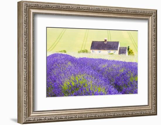 Lavender Fields, Cotswolds, Worcestershire, England, UK-Nadia Isakova-Framed Photographic Print