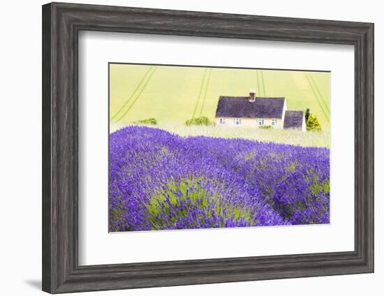 Lavender Fields, Cotswolds, Worcestershire, England, UK-Nadia Isakova-Framed Photographic Print